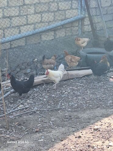 Toyuqlar: Təsərrüfat üçün müxtəlif ev quşları - Toyuqlar və xoruz: şəkillərdə — 7