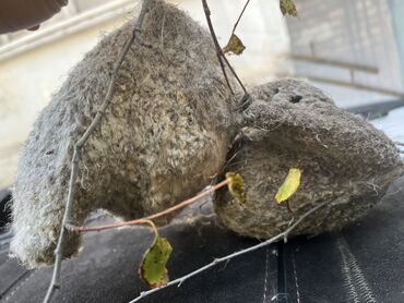 мебел бу бишкек: Куркулдайдын уясы сатылат