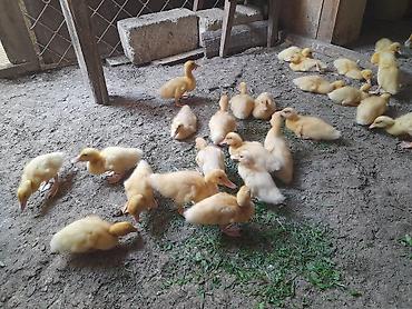 Сельхозптицы: Pekin ördək balalari sürətli böyüyən cinslərdi iki ay yariminda — 5