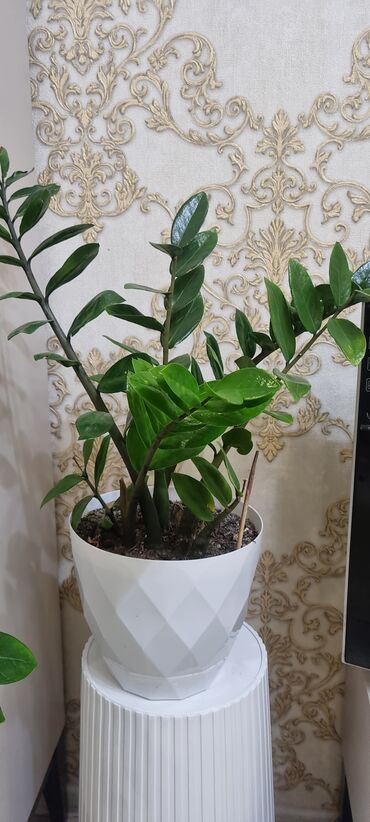 Кактусы: 🌿 Продаю домашние растения 🪴 Красивые, ухоженные и полезные для вашего — 12