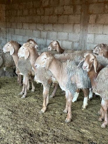 Бараны, овцы: Продаю | Ягненок, Баран (самец) | Арашан | На забой, Для разведения | Племенные, Осеменитель