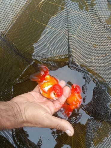 Akvariumlar: Oranda 2 quyruq qiyməti 2 manat 4 quyruq qiyməti 3 manat. Ünvan — 10