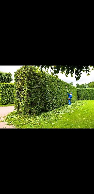 Другие декоративные деревья: Живые изгороди быстро растущие, растут до 4х метров. Сорт бархатный — 5