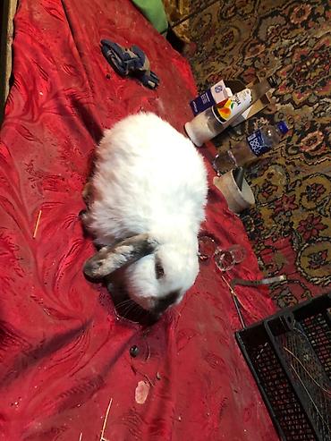Dovşanlar: Mini lop ev dovşanları 1 ədədi 25 m erkekdilər - Növ: Mini lop (aşağı — 4