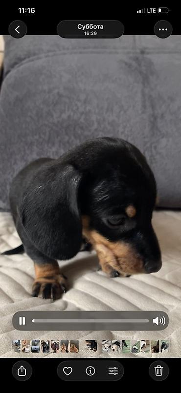Продажа собак: Продаются замечательные щенки — такса и чихуахуа 🐶✨ Ищем заботливых и — 11