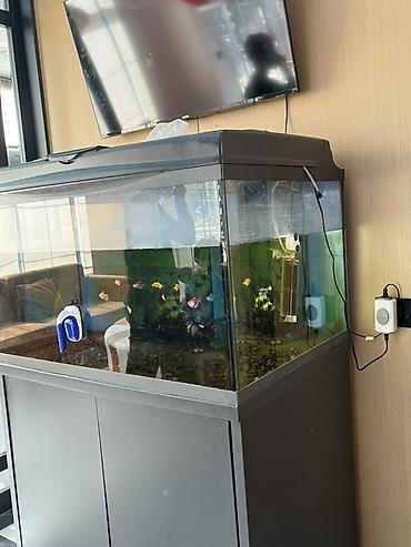Akvarium-şkaf, Balıqlarla birlikdə, 500 l, Ünvandan götürmə — 2