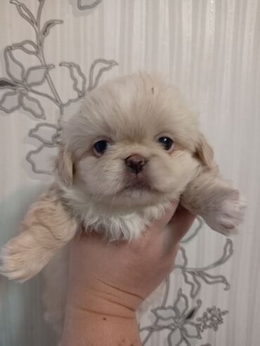 ov itləri: Pekines, 1 ay, Erkek, Cütləşmə üçün, Ödənişli çatdırılma, Rayonlara çatdırılma, Ünvandan götürmə