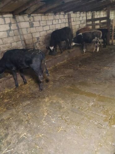 Dana, buzov: 23 dişi dana, 3 erkək dana satılır . Danalar diri çəkiylə 7 manatdan — 2