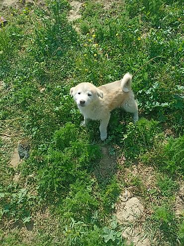 balaca cins itler: Akita-inu, 2 ay, Erkək, Peyvəndli, Ünvandan götürmə — 9