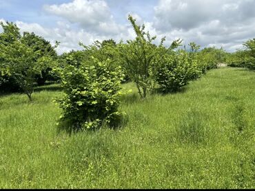 Torpaq sahələrinin satışı: 22 sot, Mülkiyyətçi, Kupça (Çıxarış) -da lalafo.az — 4 Torpaq sahələrinin satışı: 22 sot, Mülkiyyətçi, Kupça (Çıxarış) — 4