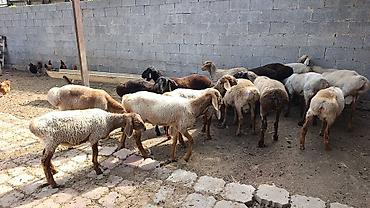 собаки рынок в бишкеке цены: Продаю | Баран (самец) | Полукровка | На забой, Для разведения | Осеменитель — 1