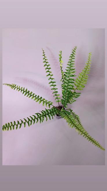 Папоротники: В продаже : Папоротник Тигр, Сингониум Орм Нак, Хойя New Moon — 4