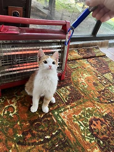 животные кот: Кошка даром: Беспородная, 3 месяца, Мальчик — 4