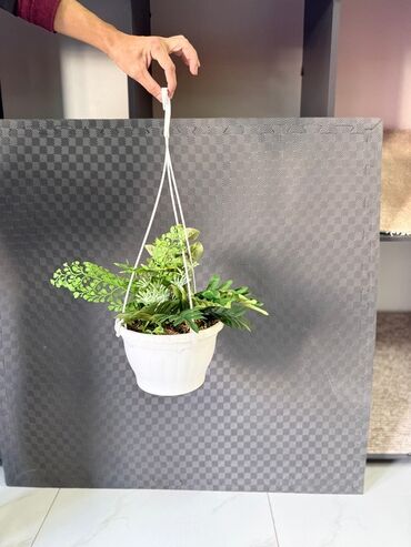 Otaq bitkiləri: Asma saksıda dekorativ yaşıl bitki - Ağ rəngli asma plastik saksı -da lalafo.az — 23 Otaq bitkiləri: Asma saksıda dekorativ yaşıl bitki - Ağ rəngli asma plastik saksı — 23