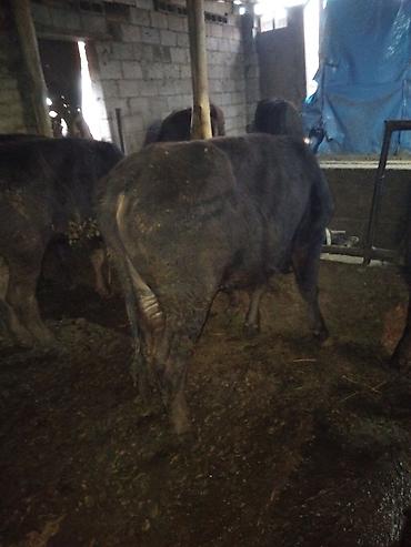 Коровы, быки: Продаю | Бык (самец) | Полукровка | На откорм — 2