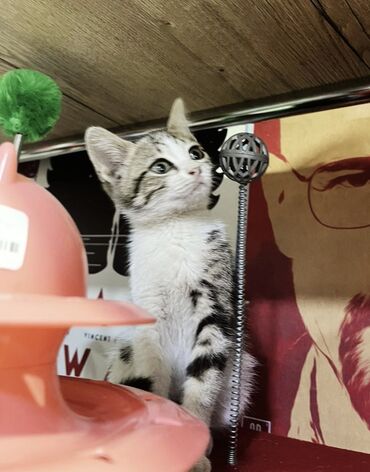 котята в добрые руки баку: Самка, В добрые руки