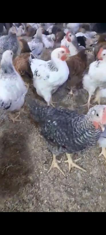 bərdə mal bazari: Məhsul: Yerli kənd toyuqları (yumurta və ətlik istiqamət) Təsvir: - — 6