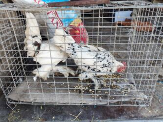 французский бульдог бишкек: Сатам | Тооктор, Короздор lalafo.kg да французский бульдог бишкек: Сатам | Тооктор, Короздор