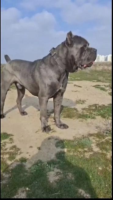 cane corso yavru: Kane-Korso, 2 il, Erkək, Peyvəndli, Ödənişli çatdırılma, Ünvandan götürmə — 1