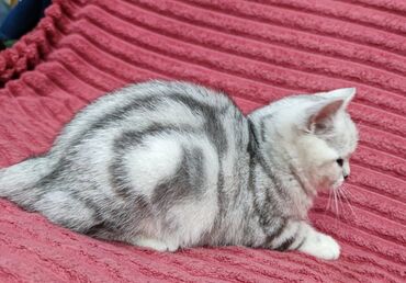 Продажа кошек: Продается шотландский котенок Скоттиш Страйт. Окрас черный мрамор на — 3