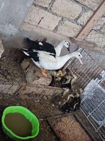 Digər quşlar: 2 ana 11 bala birlikde satılır