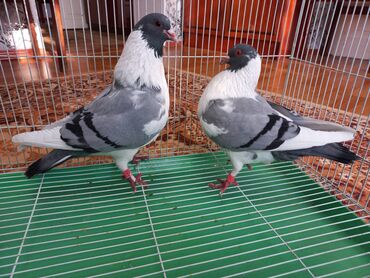 голуби голубей птицы: Иранские голуби, пара 2000 сом.
 Штрассеры пара 2000