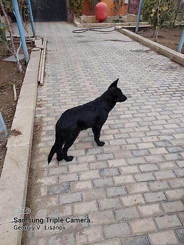 İtlər: Məhsul: Qara rəngli balaca itlər (2 ədəd) Təsvir: - Şəkillərdə qara — 3