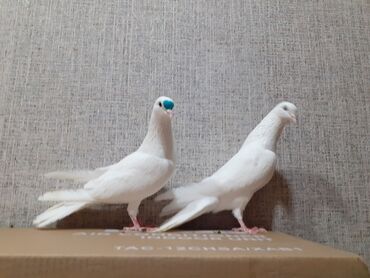 Göyərçinlər: Göyərçinlər