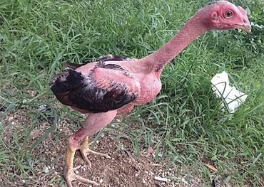 Куры, петухи: Продаю | Петух | Бойцовая | Для разведения — 5