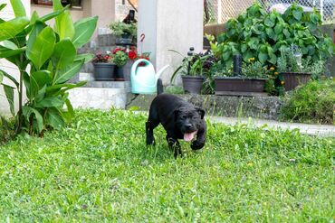 Psi: Sa ponosom predstavljamo vrhunske štence rase Južnoafrički mastif – — 5