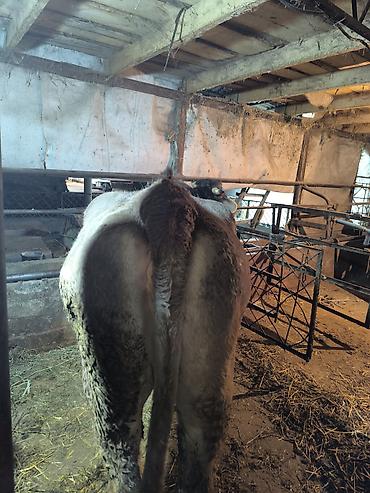 Коровы, быки: Продаю | Бык (самец) | На откорм | Привязанные — 11