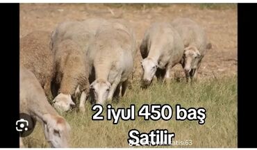 alman coban iti satisi: 2 iyul 450 baş Bogaz Şişəklər Satilir Təcili 1 ci 2 ci 3 cu qarna