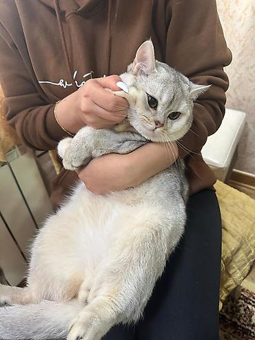 Pişiklər: Britan — 9