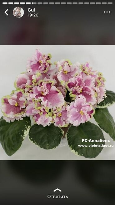 Otaq bitkiləri: Fialka startiorlari 4 azn — 5