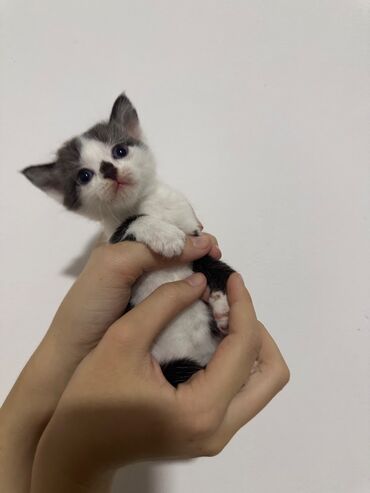 корм для коров цена: Кошка даром: Беспородная, Мальчик