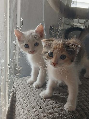 белые котенки: Котята, домашнее потомство. - Порода: беспородные (домашние). - — 7