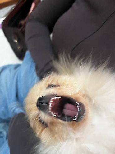 Продажа собак: Шпиц, 7 месяцев, Самка, С прививкой — 10