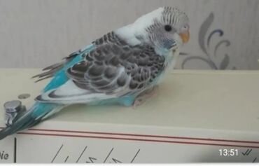 tap az quslar: Diși ve qizgin erkey valnisti satilir aqresif deyiler dișlemirler
