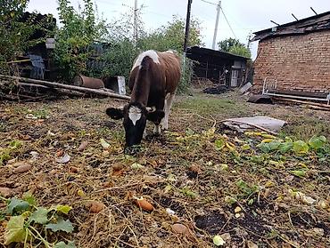 А/ч жаныбарларын сатам: Сатам | Уй (ургаачы) | Симментал | Көбөйтүү үчүн | Бооз — 3