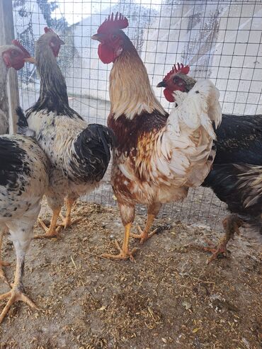 Toyuqlar: Son qiymey 16 m 1.6 temiz cekisi var Xüsusiyyətlər: - Bir neçə sağlam — 7