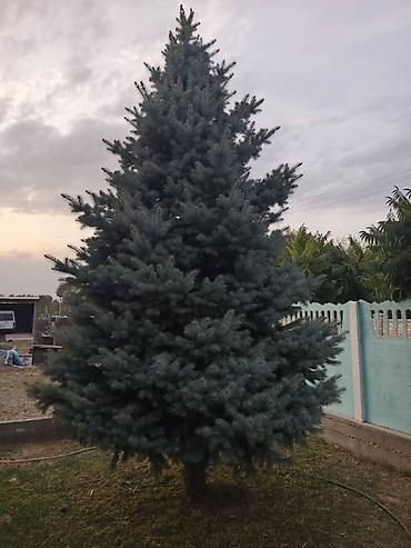 Ель (голубая ель, Picea pungens ‘Glauca’) — взрослые сформированные
