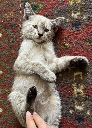 британский кот: Отдам котят в хорошие руки 2 месяца, к лотку приучены. Кушают сами