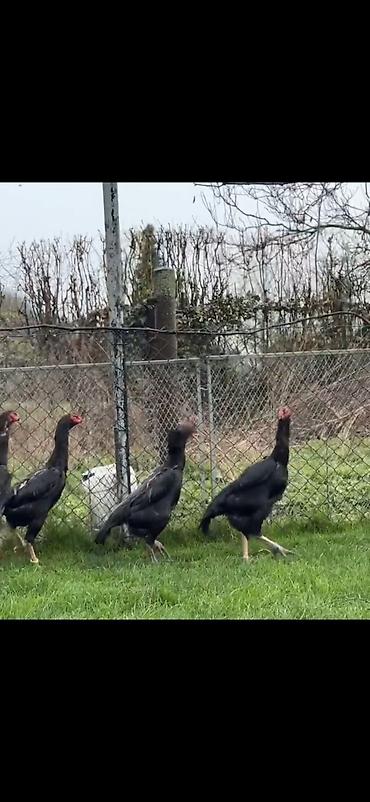 Toyuqlar: Toyuq, Damazlıq — 9