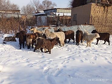 Козы, козлы: Продаю | Коза (самка), Козёл (самец), Козлёнок | Полукровка, Нубийская, Битал | На забой, Для разведения | Племенные, Осеменитель — 8