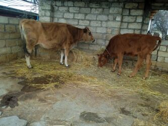 ineklerin satisi: Böyük balasinan iney 6-aylıq boğazdi doğanda 8litr süd veri sakit at lalafo.az ineklerin satisi: Böyük balasinan iney 6-aylıq boğazdi doğanda 8litr süd veri sakit