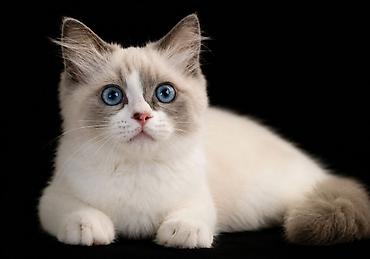 black cat: Рэгдолл, 6 месяцев, Девочка, Приучена к лотку — 3