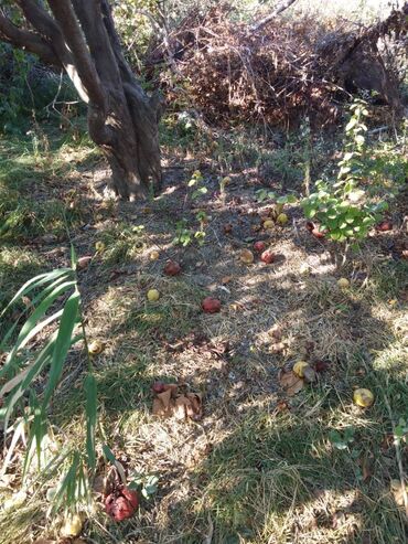 Torpaq sahələrinin satışı: 12 sot, Mülkiyyətçi, Kupça (Çıxarış) — 10