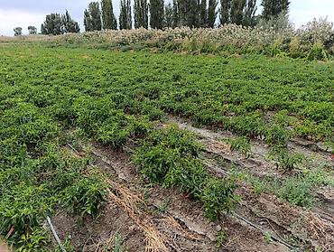 баран живой: Перец Горький — 4