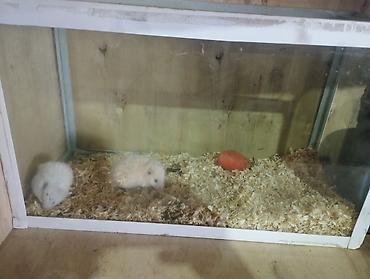 akvarium ve baliqlar: 2 ədəd xamyak akvaryum qarişiq 35 manat reyal aliciya 30 dan verərəm — 3