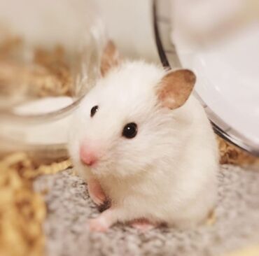 сирийский хомячок: ПРОДАЮ СИРИЙСКИХ ХОМЯЧКОВ,А ТАК ЖЕ КЛЕТКИ,КОРМ,ОПИЛКИ,ПРОГУЛОЧНЫЕ